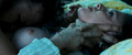 Amanda Seyfried ("Lovelace") NUDE